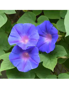 Іпомея - насіння 2