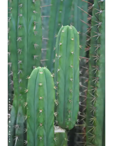 Trichocereus bridgesii (San Pedro) - насіння