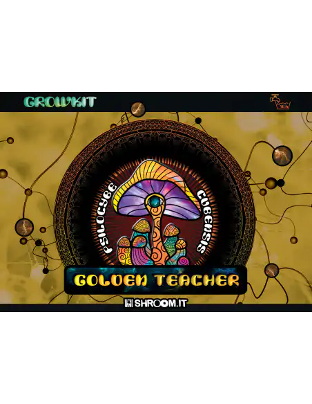 Growkit Golden Teacher