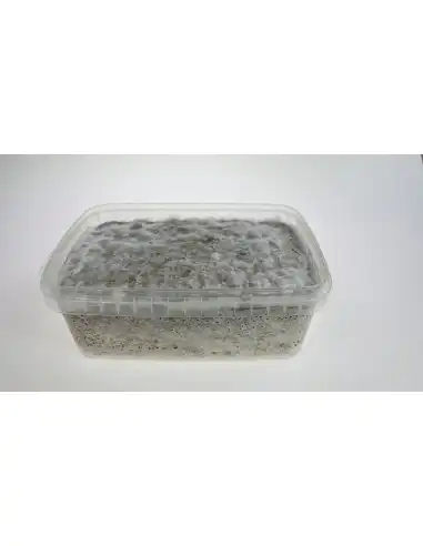 Growkit Golden Teacher