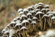 Галюциногенні гриби в Польщі