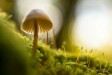 Psilocybin mushrooms in Poland
